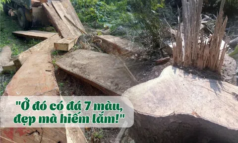 Bất thường quanh vụ bảo vệ công ty khoáng sản chặt phá gỗ rừng "để về làm chuồng bò"