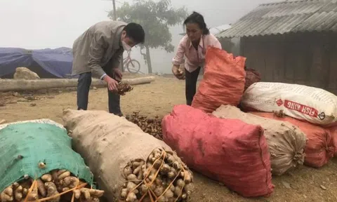 Gừng rớt giá thảm, Chủ tịch xã viết tâm thư "kêu cứu" giúp nông dân