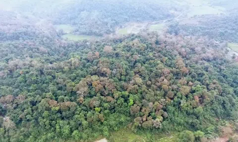 Khám phá "báu vật" giữa đại ngàn biên viễn, dân bản phải lập tổ canh gác