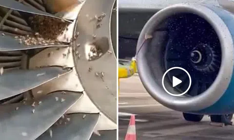 CLIP: Hy hữu sự cố đàn ong bám vào động cơ máy bay từ Phú Quốc đi Hà Nội