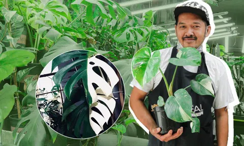 Lạc vào vườn cây có 1-0-2, choáng ngợp trước những cây đột biến giá hàng trăm triệu