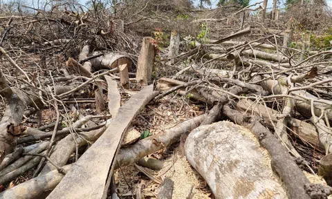 Hình ảnh cận cảnh rừng bị phá không thương tiếc ở Quảng Trị