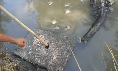 Loài cá tinh quái biết leo cây, làm nhiều "trò khỉ" lạ lùng nhất miền Tây