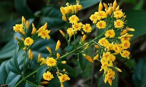 Thấy gần nơi làm việc nhiều rau rừng, nhóm người hái về ăn mà không biết có lẫn lá ngón