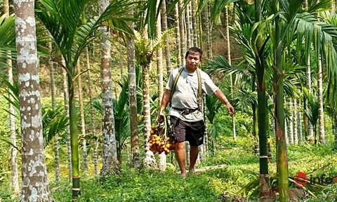 Trồng vườn cau bán từ mo đến quả, một gia đình thu tiền tỷ mỗi năm