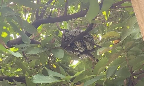 Phát hiện trăn đất quý hiếm bò vào sân bay Đà Nẵng