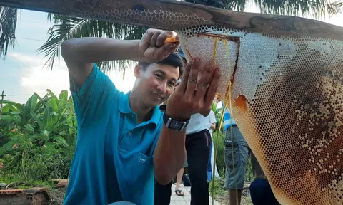 "Tổ ong lớn nhất Việt Nam" chứa khoảng bao nhiêu lít mật?