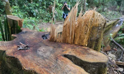 Yêu cầu Quảng Nam làm rõ vì sao rừng tự nhiên "đột ngột" giảm 2.850 ha