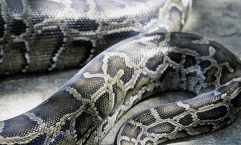 Truy tìm con trăn dài 1,5m bị xổng chuồng trong khu dân cư ở Hải Phòng