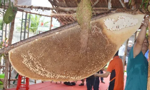 Cận cảnh tổ ong mật xác lập kỷ lục lớn nhất Việt Nam