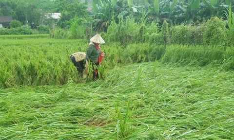 Quảng Bình: Nông dân điêu đứng vì gần 3.000 ha lúa vụ Đông - Xuân bị đổ rạp, lên mộng