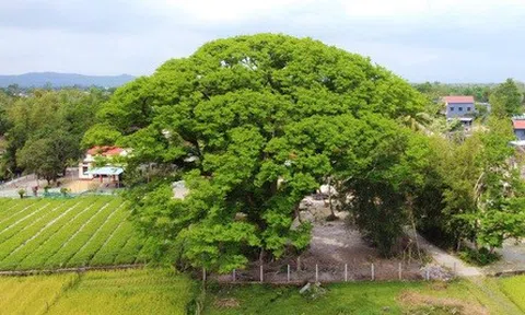 Chiêm ngưỡng “cụ” sưa 300 năm tuổi ở Quảng Nam, giá hơn 5 tỷ đồng nhưng không bán