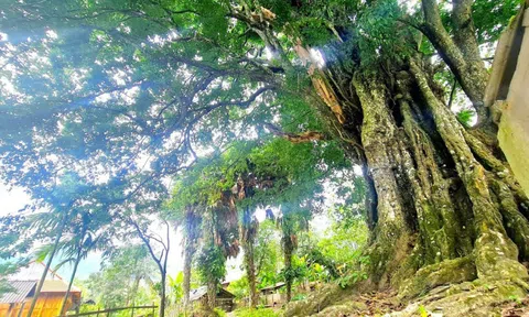 Ngắm "báu vật sống" linh thiêng hàng trăm năm tuổi của người dân miền núi xứ Nghệ