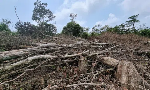 Bộ NN-PTNT: Quảng Trị cần xử nghiêm vụ phá hàng chục hecta rừng
