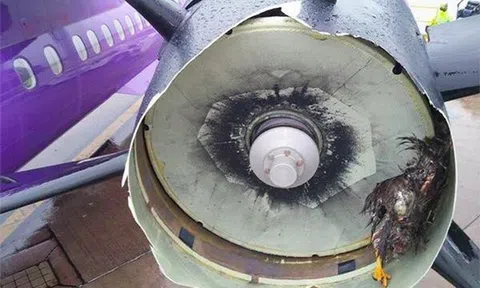 Gia tăng sự cố va chạm giữa chim và máy bay