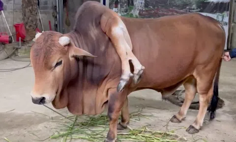 Con bò kỳ lạ có 6 chân, khách trả giá hơn 5 tỷ nhưng chủ nhân quyết không bán
