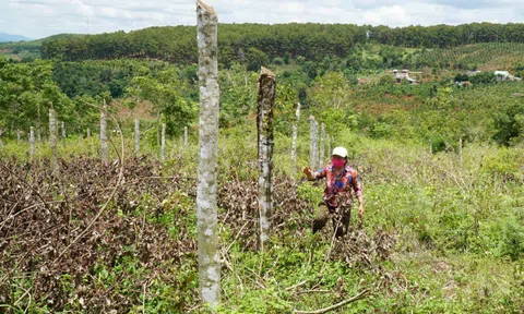 Cán bộ xã bị tố chặt hạ vườn cao su hơn 500 cây của dân