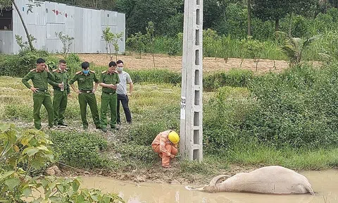 Tá hỏa phát hiện trâu bị điện giật chết