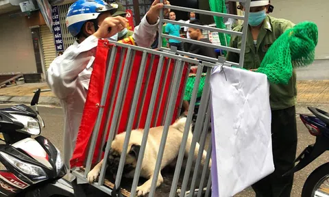 Bắt chó thả rông