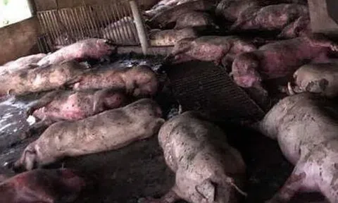 Sét đánh trúng trang trại, đàn lợn hơn 200 con của 1 gia đình chết la liệt