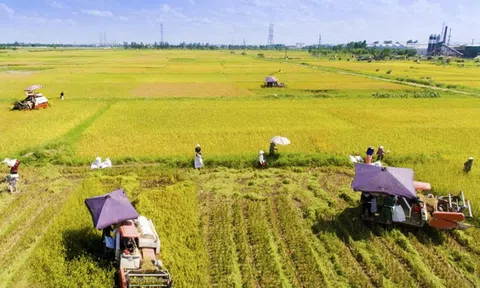 Thêm nhiều đối tượng bảo hiểm được hỗ trợ phí bảo hiểm nông nghiệp