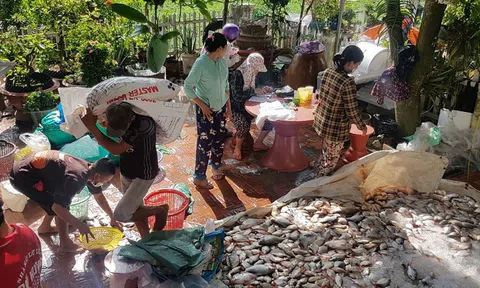 Khẩn trương tìm nguyên nhân cá chết hàng loạt ở Châu Đốc