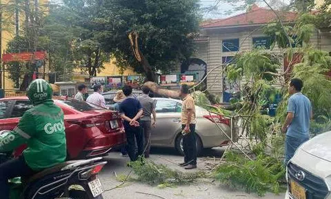 Hà Nội: Cây phượng vĩ gãy ngang thân đè trúng 2 xe ô tô đang lưu thông trên phố