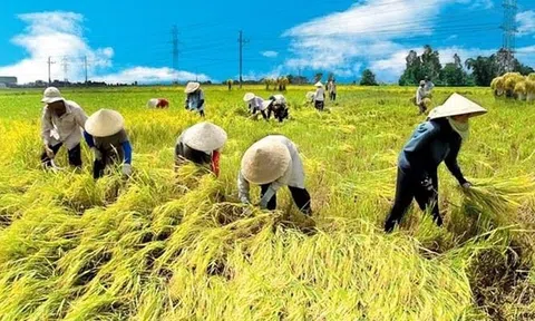 Đề xuất tăng mức hỗ trợ sản xuất sau thiên tai, dịch bệnh từ 1,25-2 lần