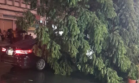 Cây xanh cao hơn 10m đổ xuống đường ở quận 1