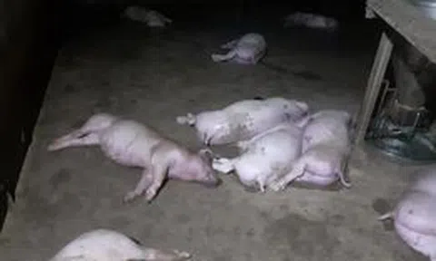 Sét đánh chết 12 con heo của một gia đình ở Hà Tĩnh