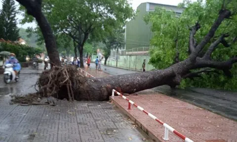 Cây xanh gần 20 mét trên đường phố TP HCM bật gốc trong mưa