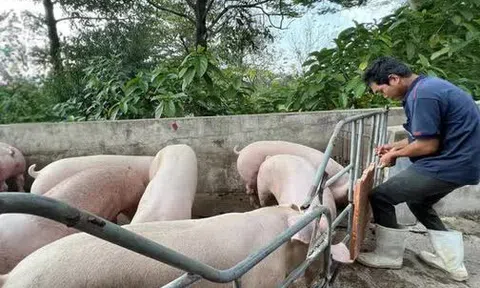 Công bố sản xuất thành công vắc-xin dịch tả heo châu Phi