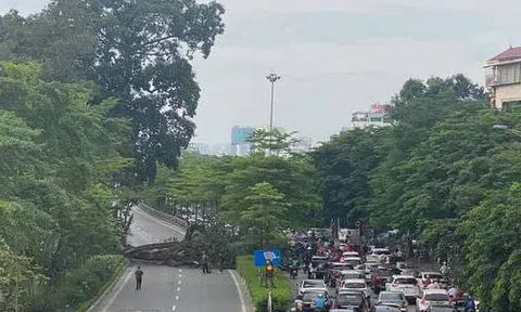 Hà Nội ùn tắc sáng đầu tuần do cành cây đa cổ thụ gãy đổ, chắn ngang đường