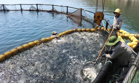 Khánh Hòa: Hướng dẫn các khu vực biển được phép nuôi trồng thủy sản