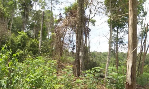 Làm rõ việc gia đình nguyên bí thư huyện thâu tóm 115 ha đất rừng