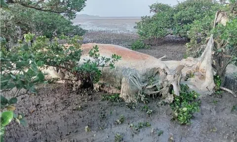 Phát hiện xác cá voi "khủng" nằm trong rừng ngập mặn