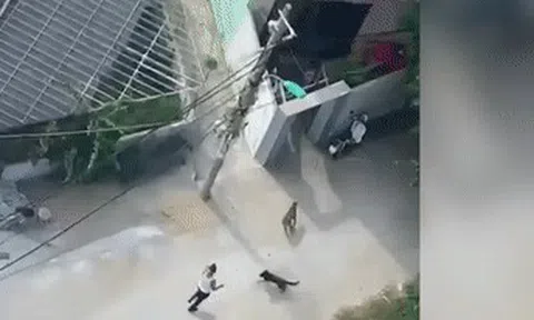Xô xát với hàng xóm, thả chó dữ sang cắn trả thù