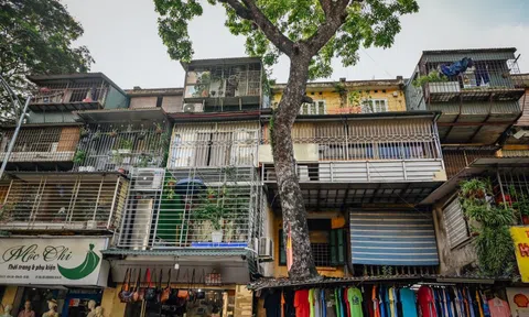 Hà Nội: Kỳ lạ những cây cổ thụ mọc giữa đường, thậm chí xuyên thủng nhà