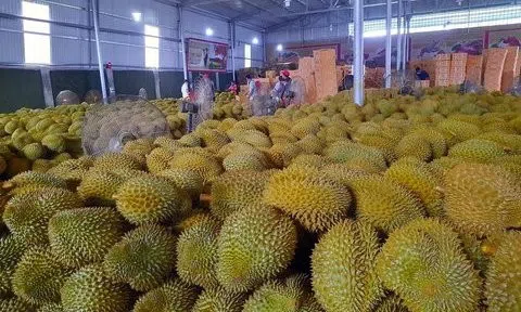 Đắk Lắk: Họp báo chuẩn bị tổ chức lễ hội nâng tầm cây sầu riêng