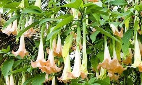 8 người ngộ độc tại Bắc Kạn do hái nhầm lá cây hoa chuông để nấu canh