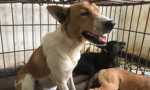 Đi chuộc chó rồi giải cứu luôn cả đàn 31 con ở lò mổ