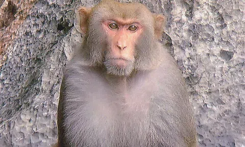 Khỉ đực nặng 8kg hung hãn tấn công người