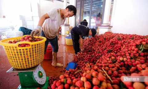Yêu cầu giải quyết các khó khăn trong tiêu thụ nông sản