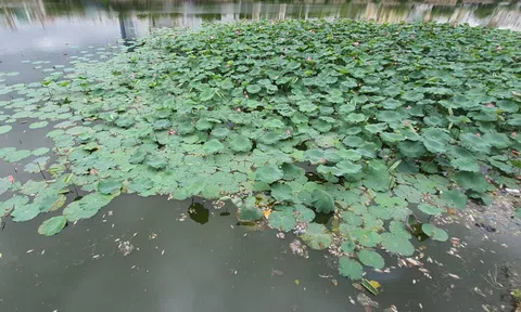 Cá chết nổi trắng hồ, bốc mùi nồng nặc ở Quy Nhơn