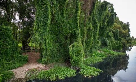 Công viên "treo" 21 năm được yêu thích bất ngờ vì như một cánh rừng