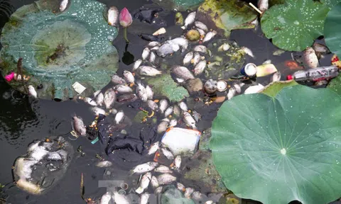 Cá chết hàng loạt bốc mùi hôi thối ở hồ sinh thái tại Quy Nhơn