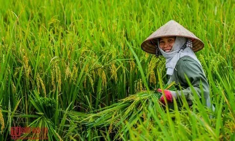 Hỗ trợ vật tư, máy móc trong các dự án nông nghiệp đảm bảo dinh dưỡng