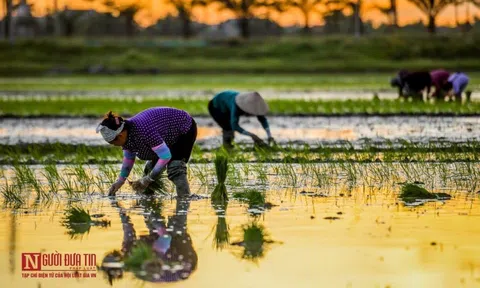 Long An: Làm rõ thẩm quyền chuyển mục đích sử dụng đất trồng lúa làm dự án