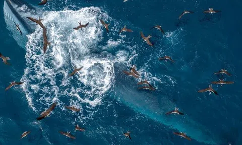 Khoảnh khắc tuyệt đẹp: Cá voi săn mồi ven biển Đề Gi, Bình Định