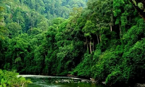 Đề xuất những loại lâm sản phải thực hiện thủ tục xác nhận nguồn gốc